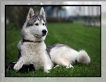 Siberian Husky